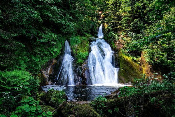 Comment créer un point d'eau dans un jardin qui attire la faune locale?